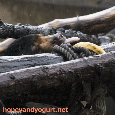 上野動物園 マレーグマ アズマ