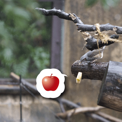 上野動物園 マレーグマ舎