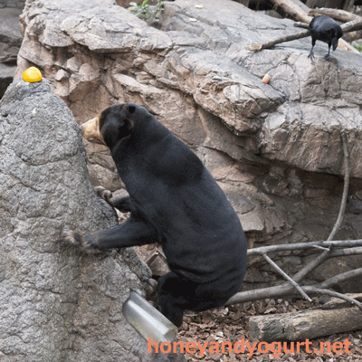 上野動物園 マレーグマ キョウコ