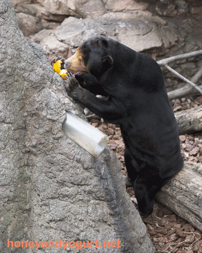 上野動物園 マレーグマ キョウコ