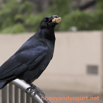 上野動物園 マレーグマ舎