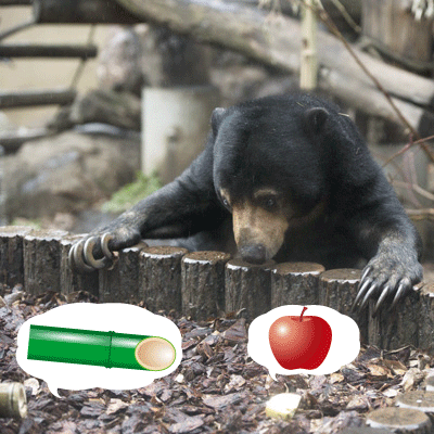 上野動物園　マレーグマ　モモコ