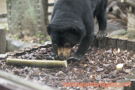 上野動物園　マレーグマ　モモコ