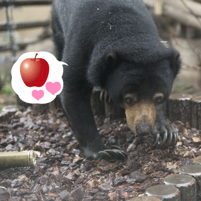 上野動物園　マレーグマ　モモコ