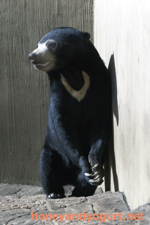 マレーグマ　フジ