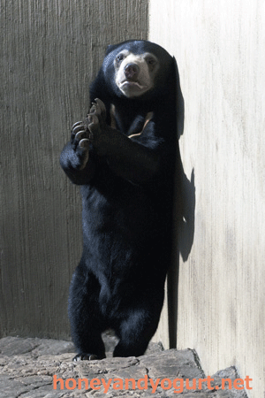 マレーグマ　フジ