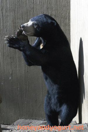 マレーグマ　フジ