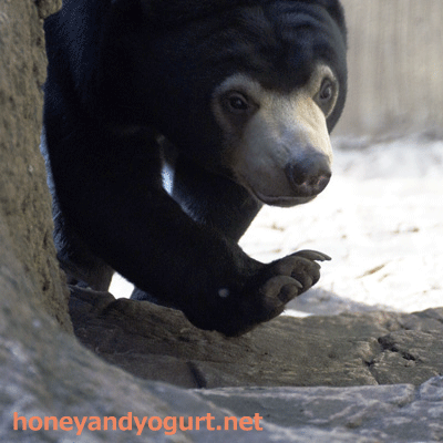 マレーグマ　フジ