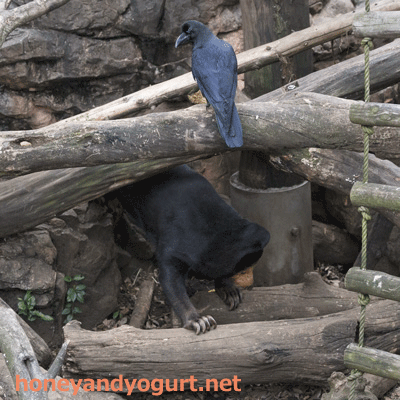 上野動物園　マレーグマ　キョウコ