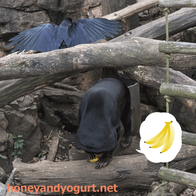上野動物園　マレーグマ　キョウコ