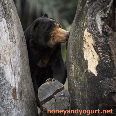 上野動物園　マレーグマ　キョウコ