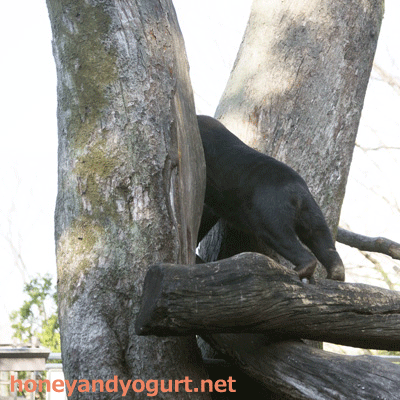 上野動物園　マレーグマ　キョウコ