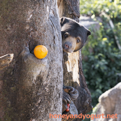 上野動物園 マレーグマ モモコ