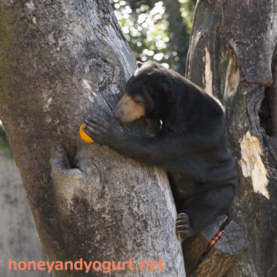 上野動物園 マレーグマ モモコ
