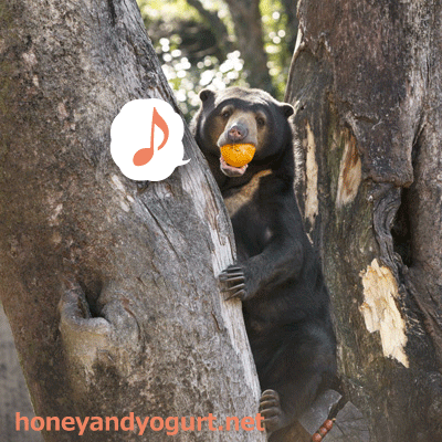 上野動物園 マレーグマ モモコ