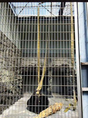 遊亀公園附属動物園 マレーグマ舎 消防ホース