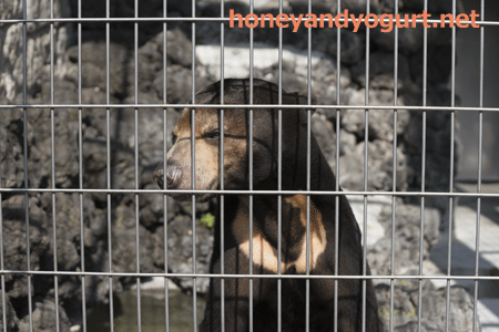 遊亀公園附属動物園 マレーグマ サンディ