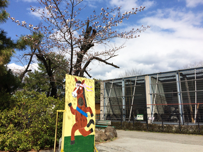 遊亀公園附属動物園 マレーグマ舎前 桜