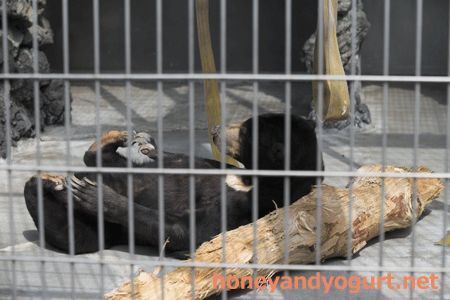 遊亀公園附属動物園 マレーグマ サクラ