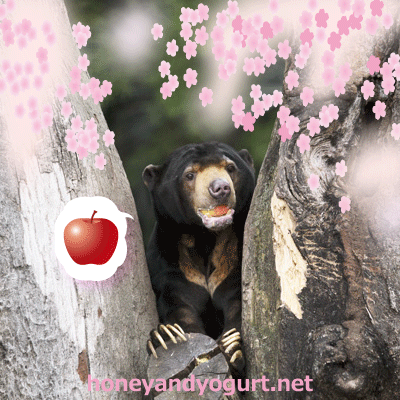 上野動物園 マレーグマ アズマ