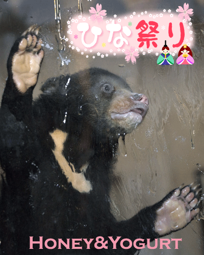 東山動植物園　マレーグマ　マーネ