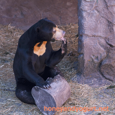 東山動植物園　マレーグマ　マーチン