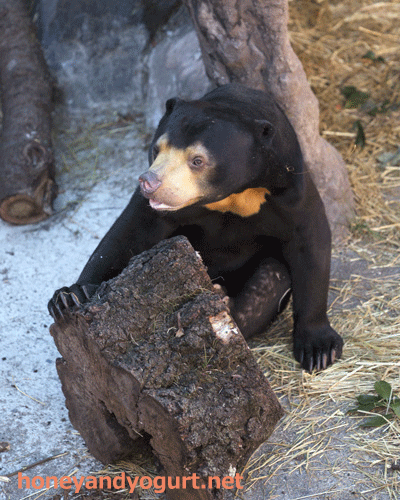 東山動植物園　マレーグマ　マーチン