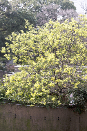 上野動物園　マレーグマ舎