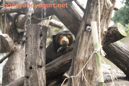 上野動物園　マレーグマ　キョウコ