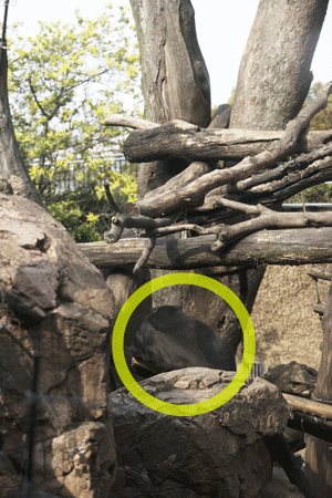上野動物園　マレーグマ　キョウコ