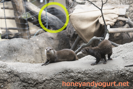 上野動物園　マレーグマ舎