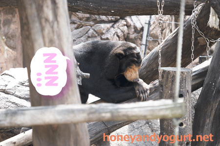 上野動物園　マレーグマ　キョウコ