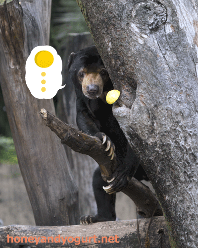 上野動物園 マレーグマ アズマ