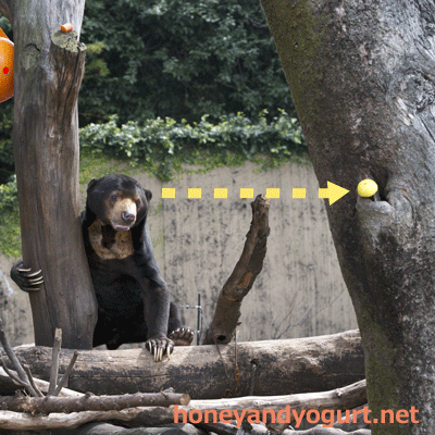 上野動物園 マレーグマ アズマ