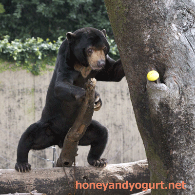 上野動物園 マレーグマ アズマ