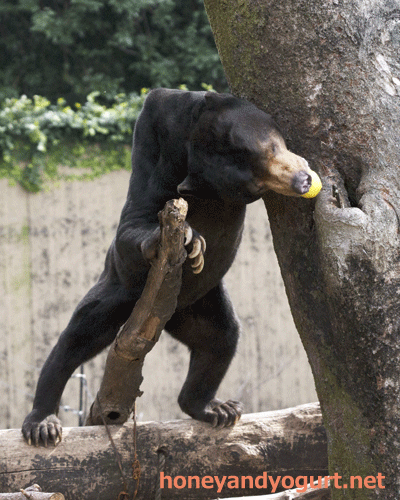 上野動物園 マレーグマ アズマ