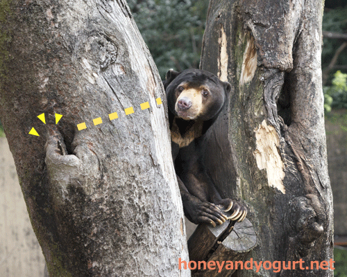 上野動物園 マレーグマ アズマ
