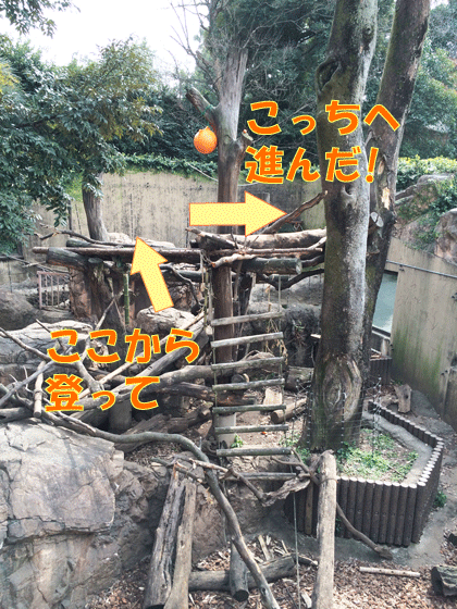 上野動物園 マレーグマ舎