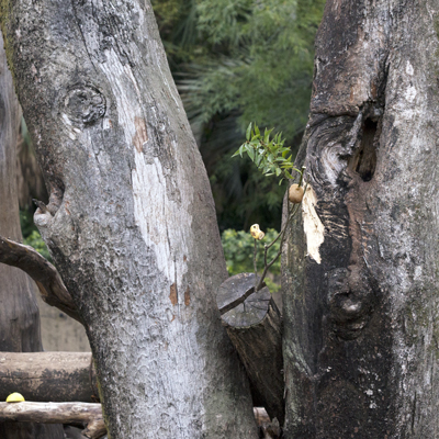 上野動物園 マレーグマ舎