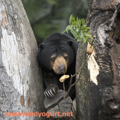 上野動物園 マレーグマ モモコ