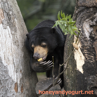 上野動物園 マレーグマ モモコ