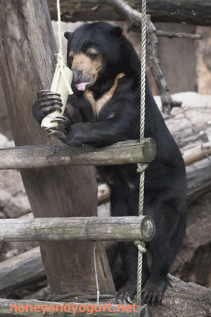 上野動物園 マレーグマ モモコ