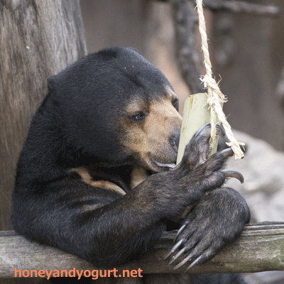 上野動物園 マレーグマ モモコ