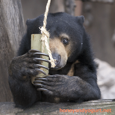 上野動物園 マレーグマ モモコ