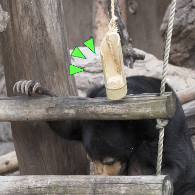 上野動物園 マレーグマ モモコ
