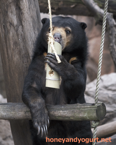 上野動物園 マレーグマ モモコ
