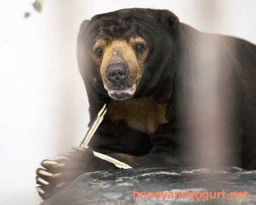 徳山動物園　マレーグマ　ツヨシ