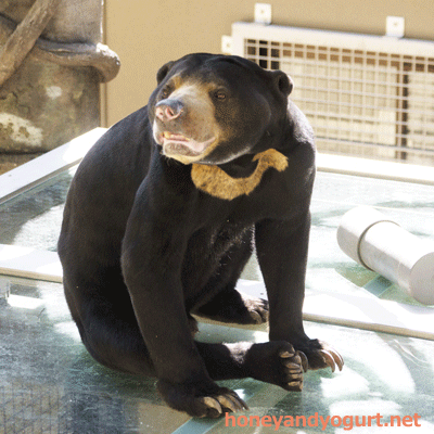 福岡市動物園 マレーグマ サニー