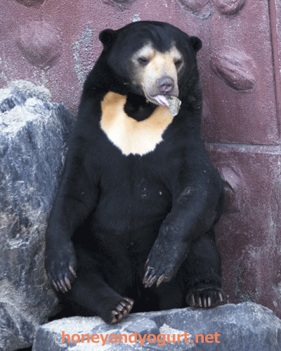 東山動植物園　マレーグマ　マーチン