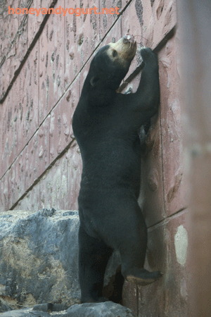 東山動植物園　マレーグマ　マーチン